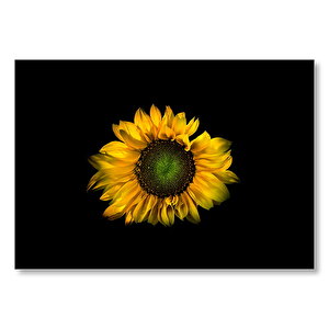 Ayçiçeği Siyah Arka Plan  Mdf Ahşap Tablo 50x70 cm