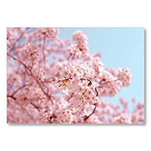 Dallarda Kiraz Çiçekleri  Mdf Ahşap Tablo 35x50 cm