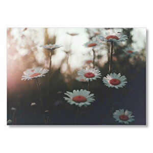 Beyaz Papatyalar Ve Gün Işığı  Mdf Ahşap Tablo 50x70 cm