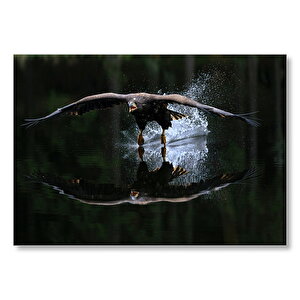 Avlanan Balıkçı Kartalı  Mdf Ahşap Tablo 35x50 cm
