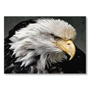 Amerikan Kartalı Makro Çekim  Mdf Ahşap Tablo 25x35 cm