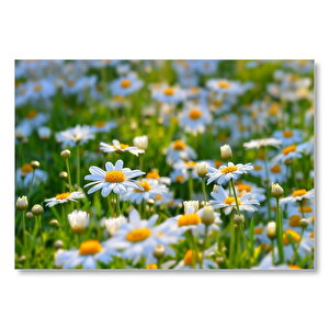 Papatya Tarlası  Mdf Ahşap Tablo 25x35 cm