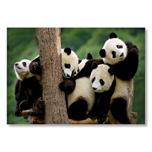 Sevimli Panda Yavruları  Mdf Ahşap Tablo 25x35 cm