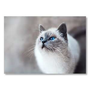 Mavi Gözlü Ragdoll Kedisi  Mdf Ahşap Tablo 35x50 cm