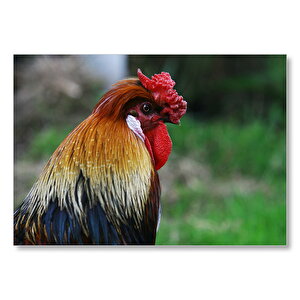 Kırmızı İbikli Horoz Yakın Çekim  Mdf Ahşap Tablo 25x35 cm