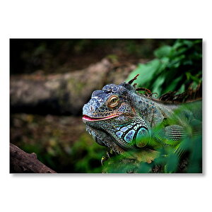 Muhteşem Renkleriyle Iguana  Mdf Ahşap Tablo 35x50 cm