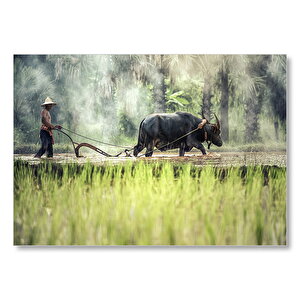 Pirinç Tarlası Süren Vietnamlı  Mdf Ahşap Tablo 50x70 cm