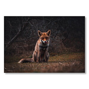 Kızıl Tilki Yalanıyor  Mdf Ahşap Tablo 35x50 cm