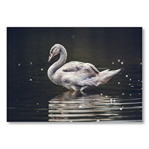 Göle Giren Gri Kuğu  Mdf Ahşap Tablo 50x70 cm