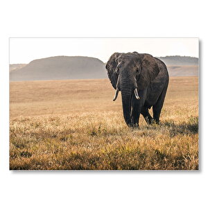 Çayırlarda Afrika Fili  Mdf Ahşap Tablo 35x50 cm