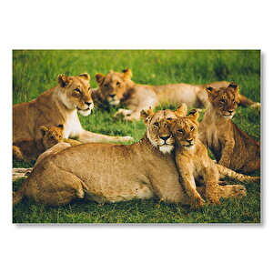 Çayırda Dişi Aslanlar Ve Yavruları  Mdf Ahşap Tablo 50x70 cm