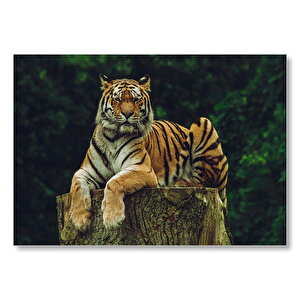 Kütüğün Üzerindeki Bengal Kaplanı  Mdf Ahşap Tablo 25x35 cm