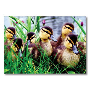 Çayırda Ördek Yavruları  Mdf Ahşap Tablo 25x35 cm