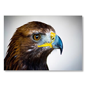 Mavi Gagalı Kartal Başı Yakın Çekim  Mdf Ahşap Tablo 25x35 cm