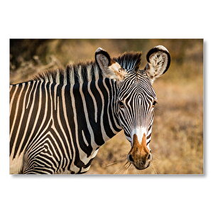 Zebra Ve Muhteşem Dalgalı Şeritleri  Mdf Ahşap Tablo 50x70 cm
