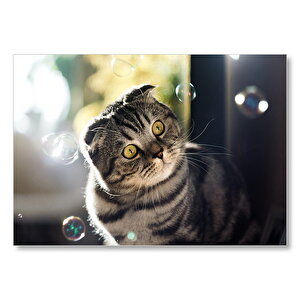 Scottish Fold Tekir Ve Baloncuklar  Mdf Ahşap Tablo