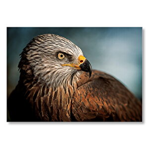 Kahverengi Doğan Kuşu  Mdf Ahşap Tablo 50x70 cm