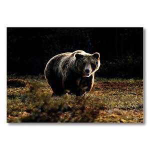 Çayırdaki Boz Ayı  Mdf Ahşap Tablo 35x50 cm