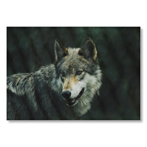 Gri Kurt  Mdf Ahşap Tablo 35x50 cm