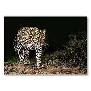 Karanlıktaki Java Leoparı  Mdf Ahşap Tablo 35x50 cm
