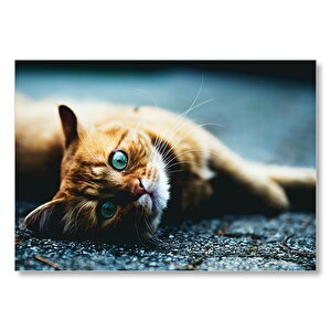 Yerde Yatan Oyuncu Sarman Kedi  Mdf Ahşap Tablo 35x50 cm