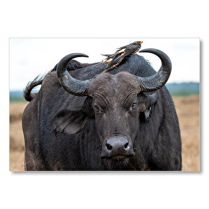 Buffalo Ve Sırtındaki Kuş Arkadaşları  Mdf Ahşap Tablo 35x50 cm