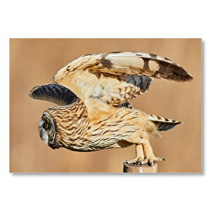 Saldırıya Başlayan Baykuş  Mdf Ahşap Tablo 25x35 cm
