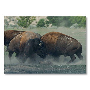 Toslaşan Bizonlar  Mdf Ahşap Tablo 50x70 cm