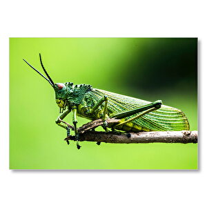 Daldaki Yeşil Çekirge Makro  Mdf Ahşap Tablo 50x70 cm
