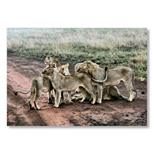 Toprak Yolun Ortasında Aslan Ailesi  Mdf Ahşap Tablo 25x35 cm