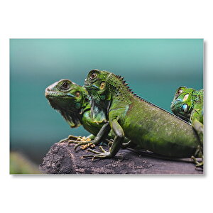 Kütüğün Üzerindeki Iguanalar  Mdf Ahşap Tablo 25x35 cm