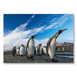 Karlı Topraklar Ve Penguenler  Mdf Ahşap Tablo 50x70 cm
