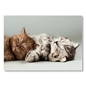 Sevimli Kedi Yavruları Uyuyor  Mdf Ahşap Tablo 50x70 cm