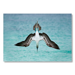 Mavi Ayaklı Deniz Kuşu Booby  Mdf Ahşap Tablo 25x35 cm