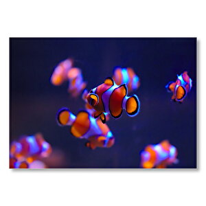Kayıp Balık Nemo  Mdf Ahşap Tablo 25x35 cm