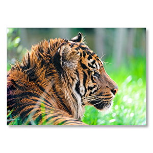 Sumatra Kaplanı Yakın Plan  Mdf Ahşap Tablo 25x35 cm