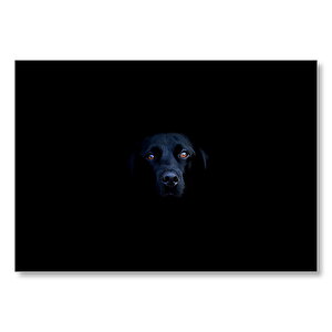 Siyah Labrador Retriever Siyah Arka Plan  Mdf Ahşap Tablo 35x50 cm