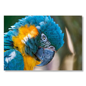 Mavi Ve Sarı Macaw Papağanı Yakın Plan  Mdf Ahşap Tablo 25x35 cm