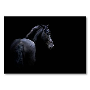 Siyah Arkaplan Siyah At  Mdf Ahşap Tablo 50x70 cm