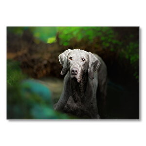 Siyah Weimaraner Köpeği  Mdf Ahşap Tablo 25x35 cm
