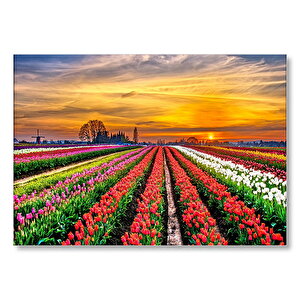 Hollanda'da Günbatımı Ve Lale Tarlaları  Mdf Ahşap Tablo 50x70 cm