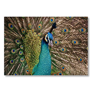 Muhteşem Tavuskuşu Yakın Plan  Mdf Ahşap Tablo 50x70 cm