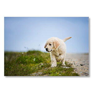 Sevimli Labrador Retriever Yavrusu  Mdf Ahşap Tablo 25x35 cm