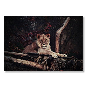Erkek Aslan Dinleniyor  Mdf Ahşap Tablo 50x70 cm