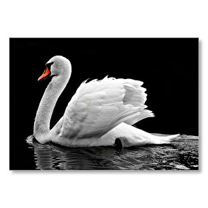 Göldeki Beyaz Kuğu Monochrome  Mdf Ahşap Tablo 50x70 cm