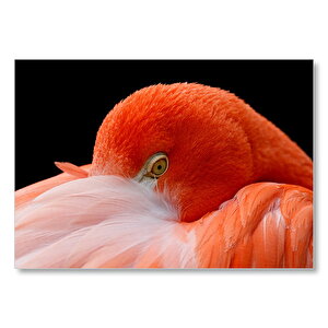 Amerikan Flamingosu Siyah Arka Plan  Mdf Ahşap Tablo 25x35 cm