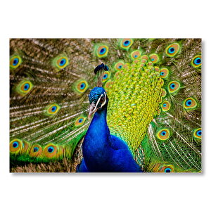 Hint Tavus Kuşu  Mdf Ahşap Tablo 35x50 cm