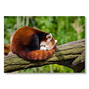 Dalda Uyuyan Kızıl Panda  Mdf Ahşap Tablo 50x70 cm