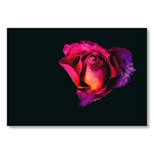 Siyah Arkaplan Kırmızı Gül Makro  Mdf Ahşap Tablo 50x70 cm