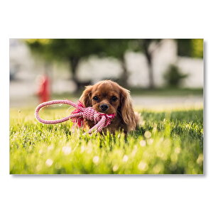Kahverengi Köpek Ve Oyun İpi  Mdf Ahşap Tablo 50x70 cm